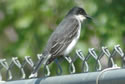 Eastern Kingbird