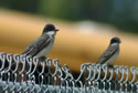 Eastern Kingbird