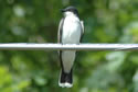 Eastern Kingbird