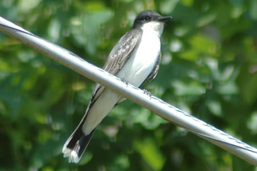 Eastern Kingbird