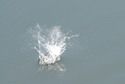 Kingfisher making the catch