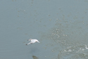 Kingfisher flying away with  lunch