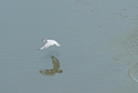 Kingfisher flying away with  lunch