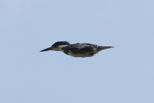 Belted Kingfisher