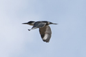Kingfisher in flight