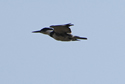Kingfisher in flight