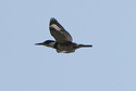 Kingfisher in flight