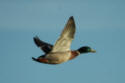 Mallard in flight