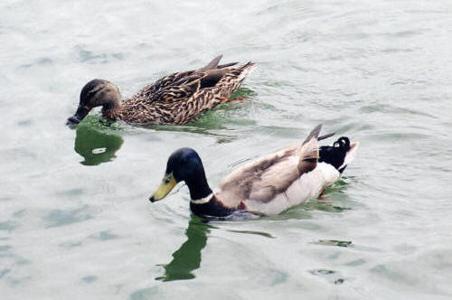 Mallard on Lake Norman