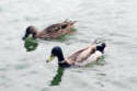Mallard pair