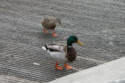 Mallard pair