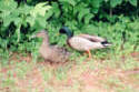 Mallard