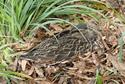 Mallard femail on eggs