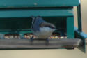 Brown-headed Nuthatch