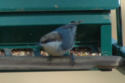 Brown-headed Nuthatch