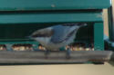Brown-headed Nuthatch