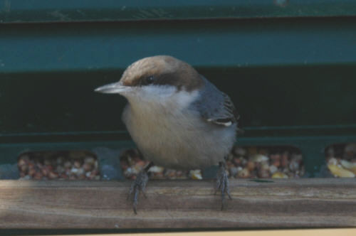 Brown-headed Nuthatch