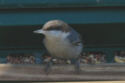 Brown-headed Nuthatch