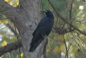 Raven