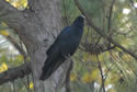 Raven