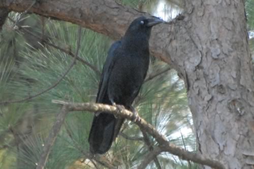 Common Raven