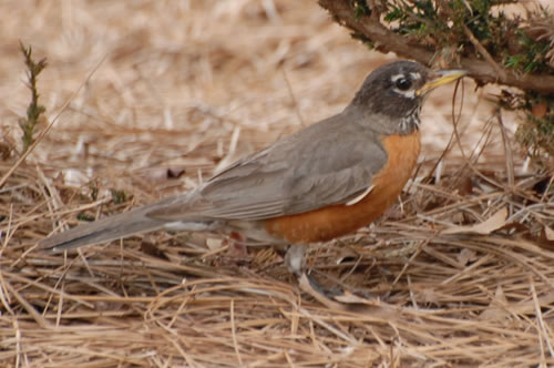American Robin