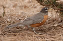 American Robin