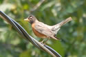 American Robin