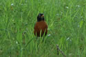 American Robin