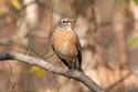 American Robin