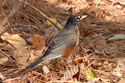 American Robin