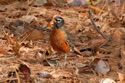 American Robin
