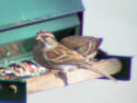 Chipping Sparrow