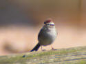 Chipping Sparrow
