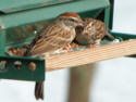 Chipping Sparrow