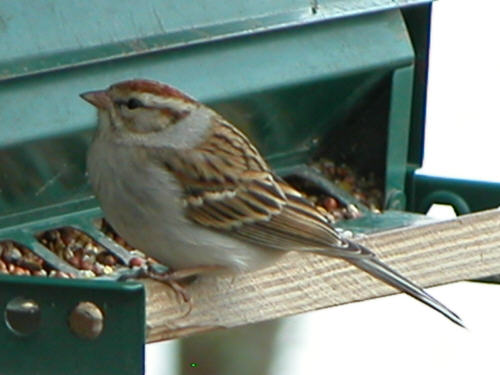 Chipping Sparrow