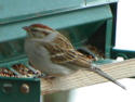 Chipping Sparrow