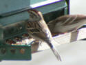 Chipping Sparrow