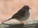 Chipping Sparrow