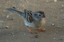 Field Sparrow