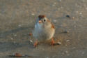 Field Sparrow