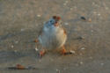 Field Sparrow