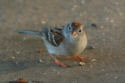Field Sparrow