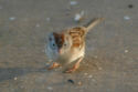 Field Sparrow