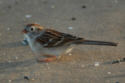 Field Sparrow