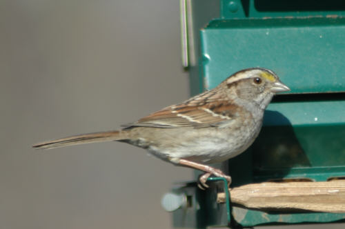 White-throated Sparrow
