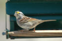 White-throated Sparrow