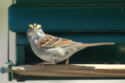 White-throated Sparrow