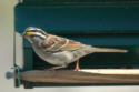 White-throated Sparrow