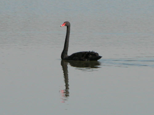 Black Swan